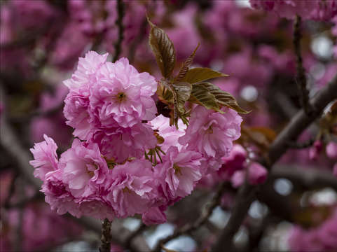 Cherry blossoms 7
