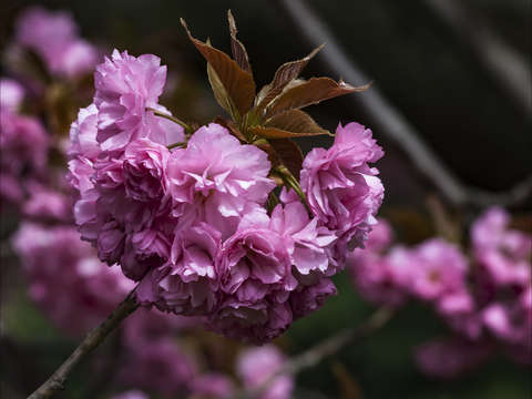 Cherry blossoms 8