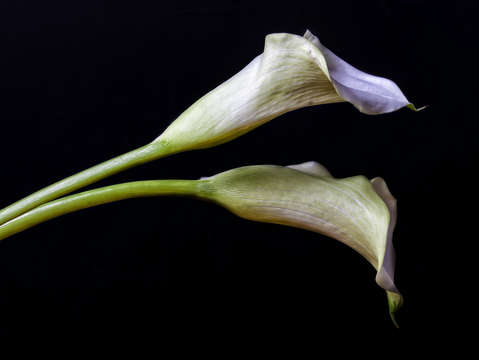 Calla lilies 3