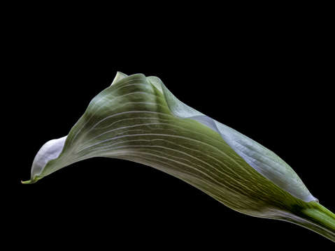 Calla lily 4