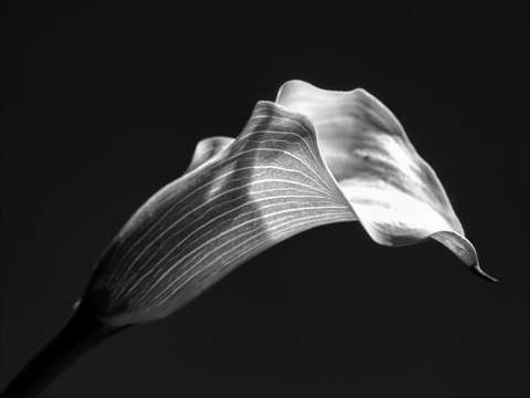 Calla lily 2 2