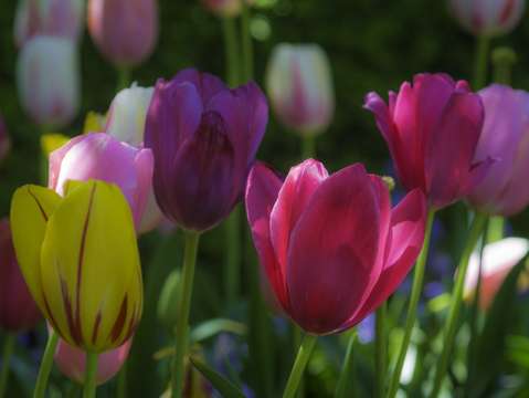Spring flowers one