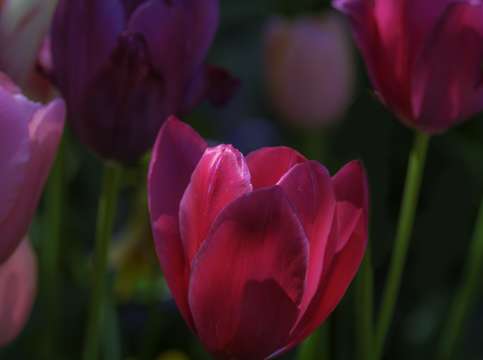 Spring flowers two