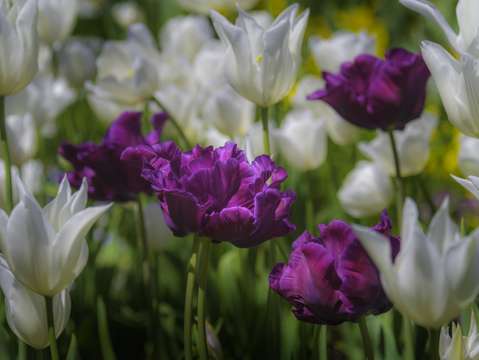 Spring flowers three
