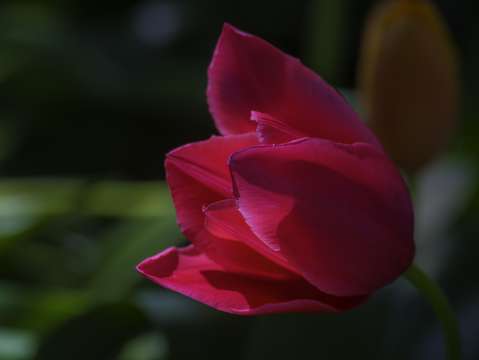 Spring flowers four