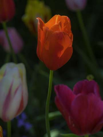 Spring flowers five