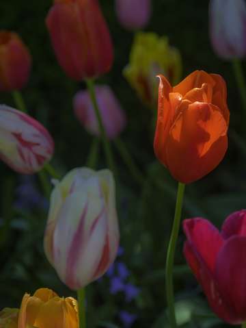 Spring flowers six