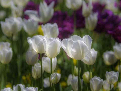 Spring flowers seven