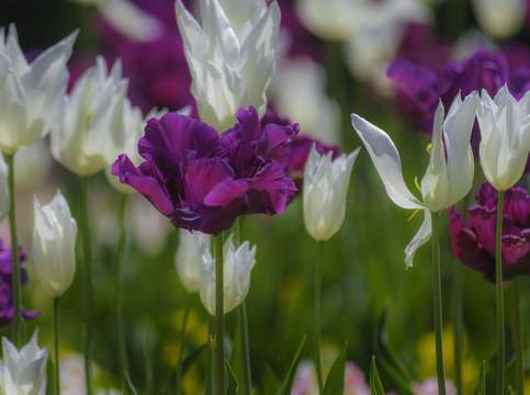 Spring flowers eight