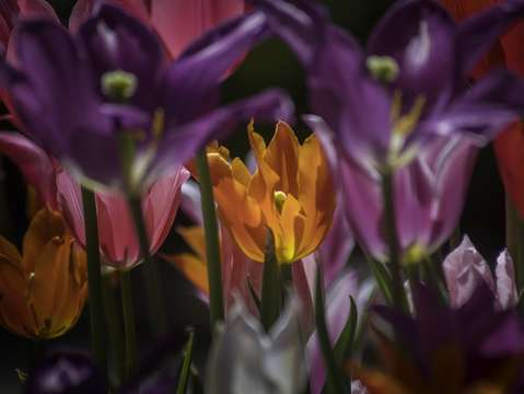 Spring Flowers Nine