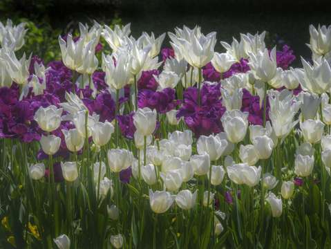 Spring flowers ten