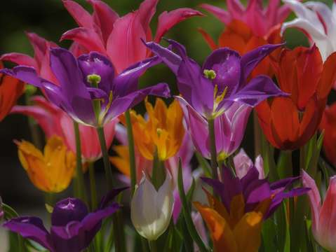 Spring flowers eleven
