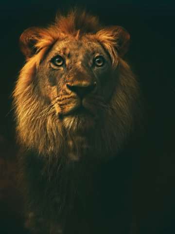 King 3