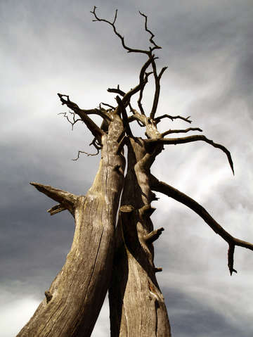 Trees 7