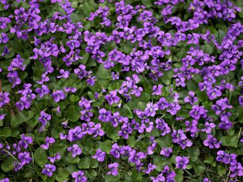 Violet carpet