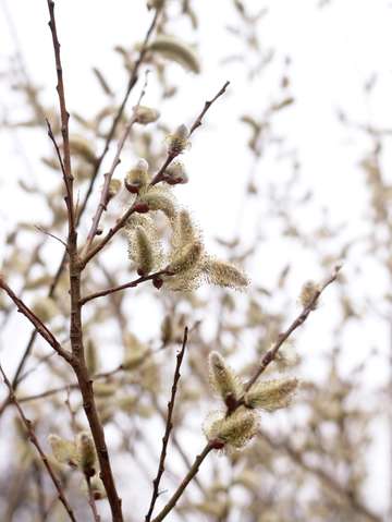 Before the magnolia flowers