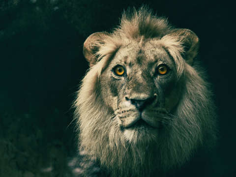 Yellow stare