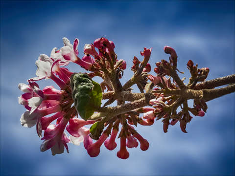 Cherry blossoms 8 2