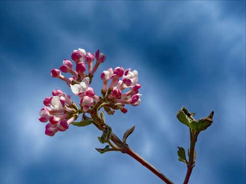 Cherry blossoms 7 2