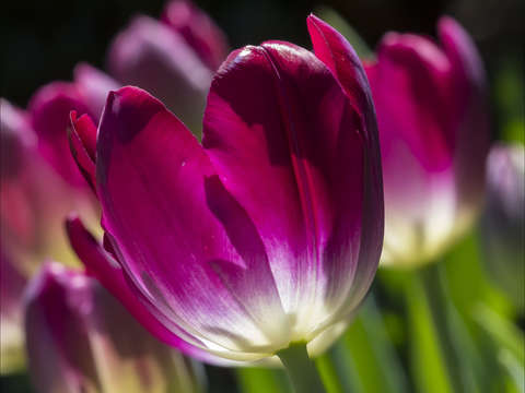 Tulips 9