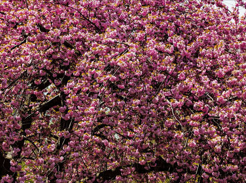 Cherry trees