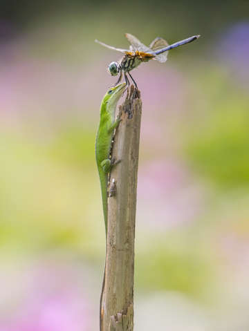 Dragonfly and anole
