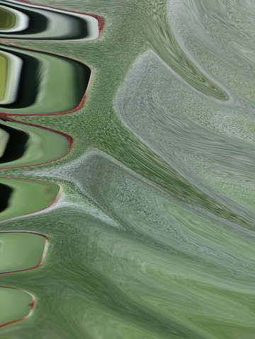 Agave 00030 a