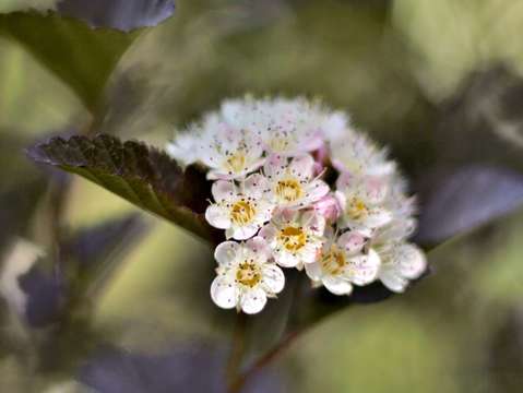 Gnome firethorn shrub
