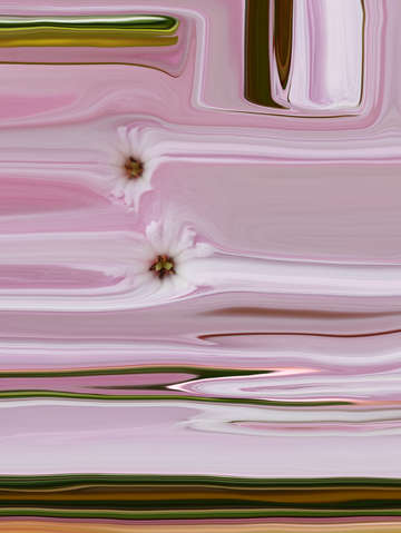 Pink blossoms 00037 a