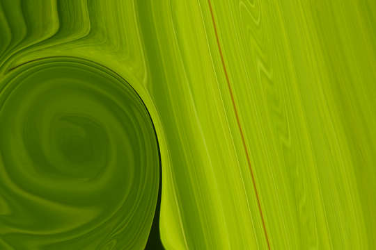 Banana leaf 00017 a
