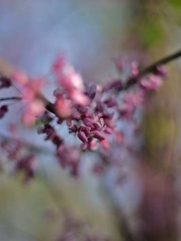 Red bud 1