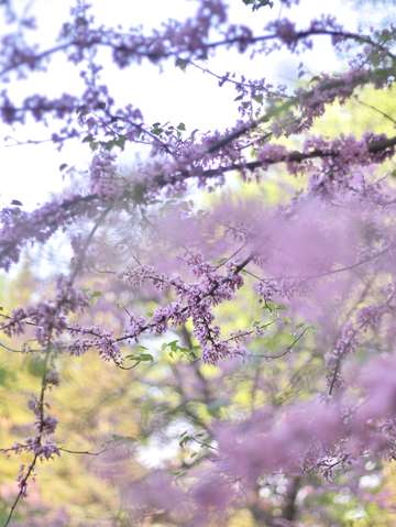 Red bud magic 2
