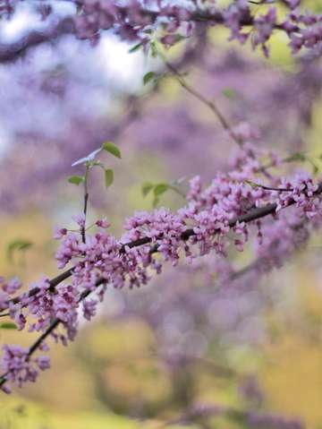 Red bud magic 3