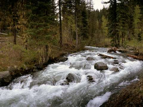 Teanaway river in spring