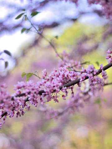 Red bud magic 4