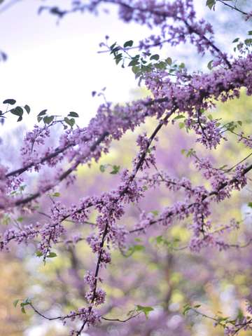 Red bud magic 5