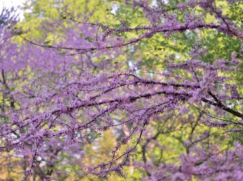Red bud magic 6