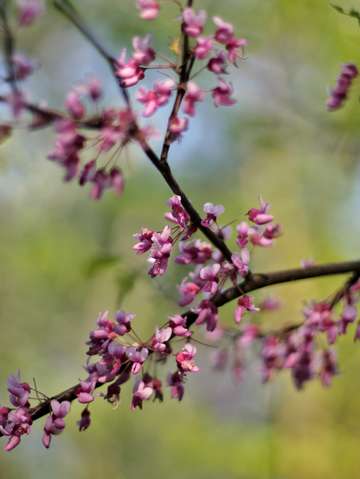 Red bud magic 7