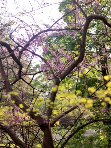 Red bud magic 8
