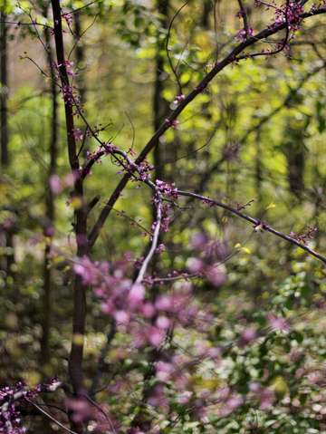 Red bud magic mine