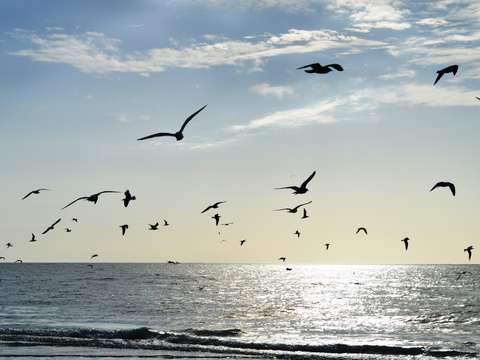 Birds