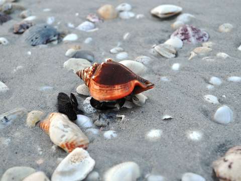 The walking conch