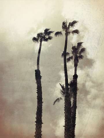 Hollywood palms