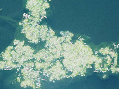 Mossy lake