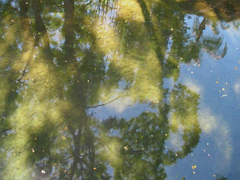 Reflecting trees