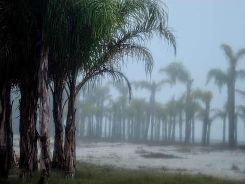 Fog in the palms