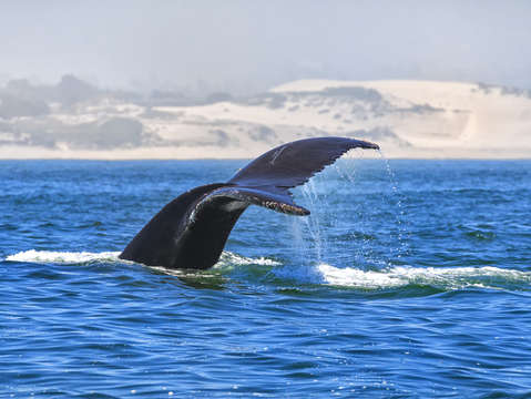 Humpback whale monterey