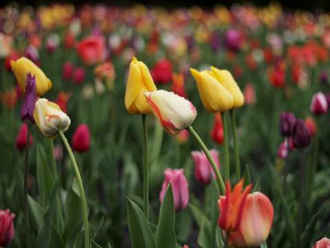 Rainbow tulips