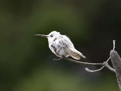 Rare leucistic annas hummingbird 3