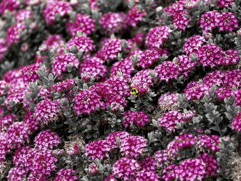 Flower motif